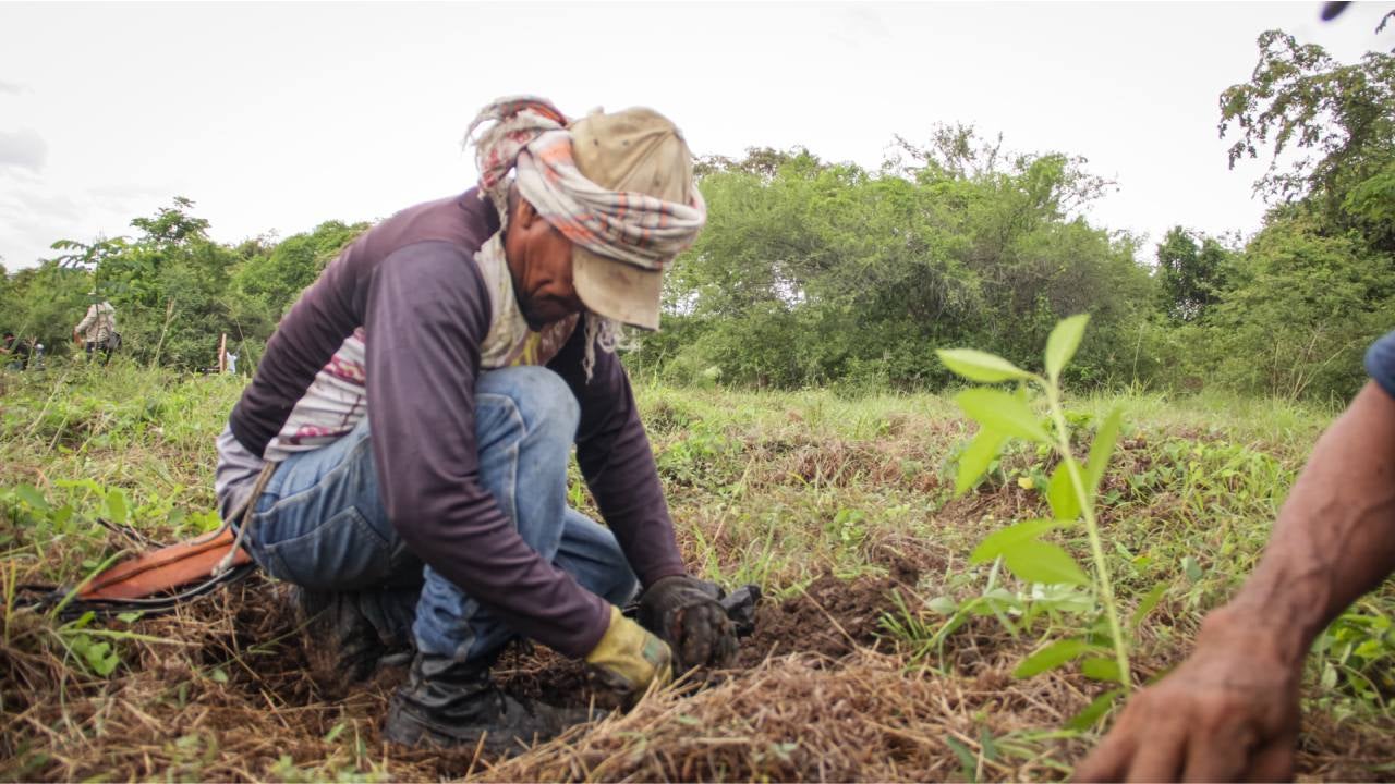 Siembra de plántulas en Natagaima | Recuperación incendios Tolima | Plántulas de bosque seco | Noviembre 2024