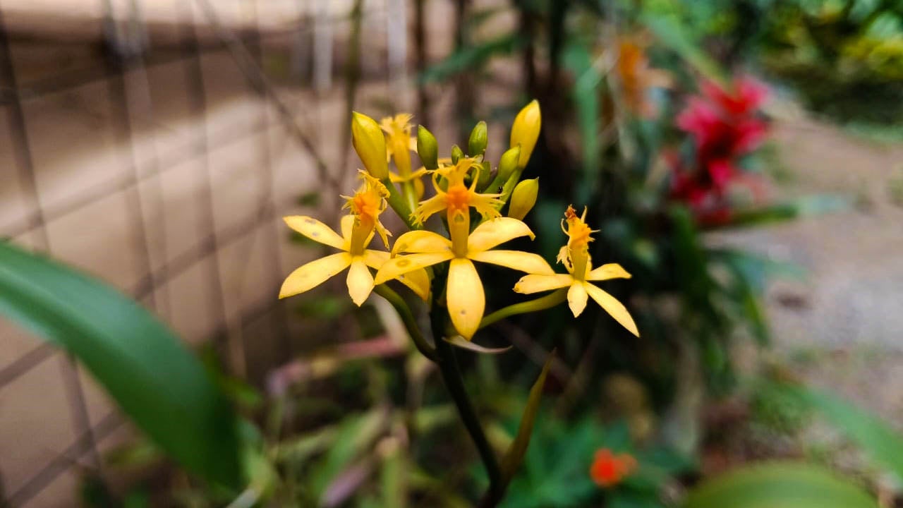 Epidendrum ibaguense