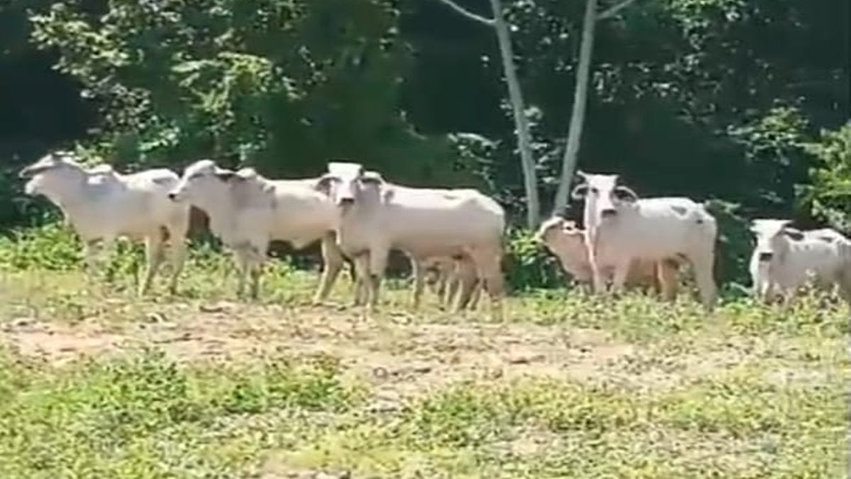 Autoridades recuperaron gran cantidad de ganado que había sido robado en Saldaña