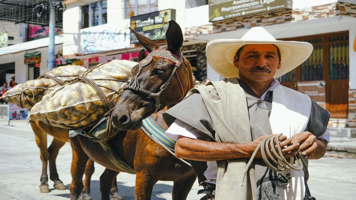 Agricultor arracacha de Cajamarca