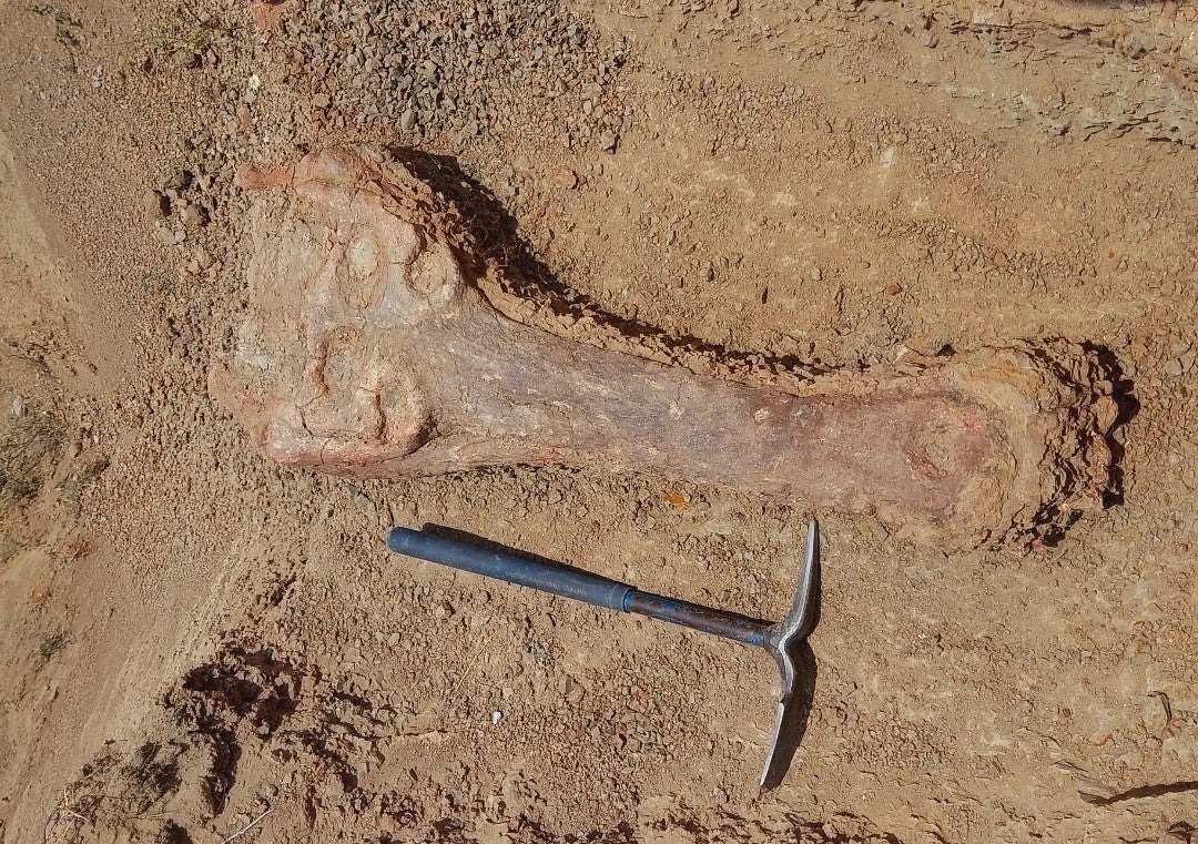 Hallan cráneo de un cocodrilo Gavial en el desierto de la Tatacoa en el Huila