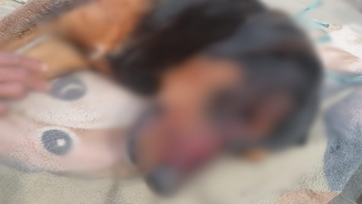 A machete joven agredió a un perro que le ladró cuando ingresó a una finca sin permiso en Fresno