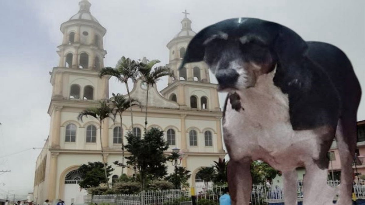 Caso maltraro animal Anzoátegui