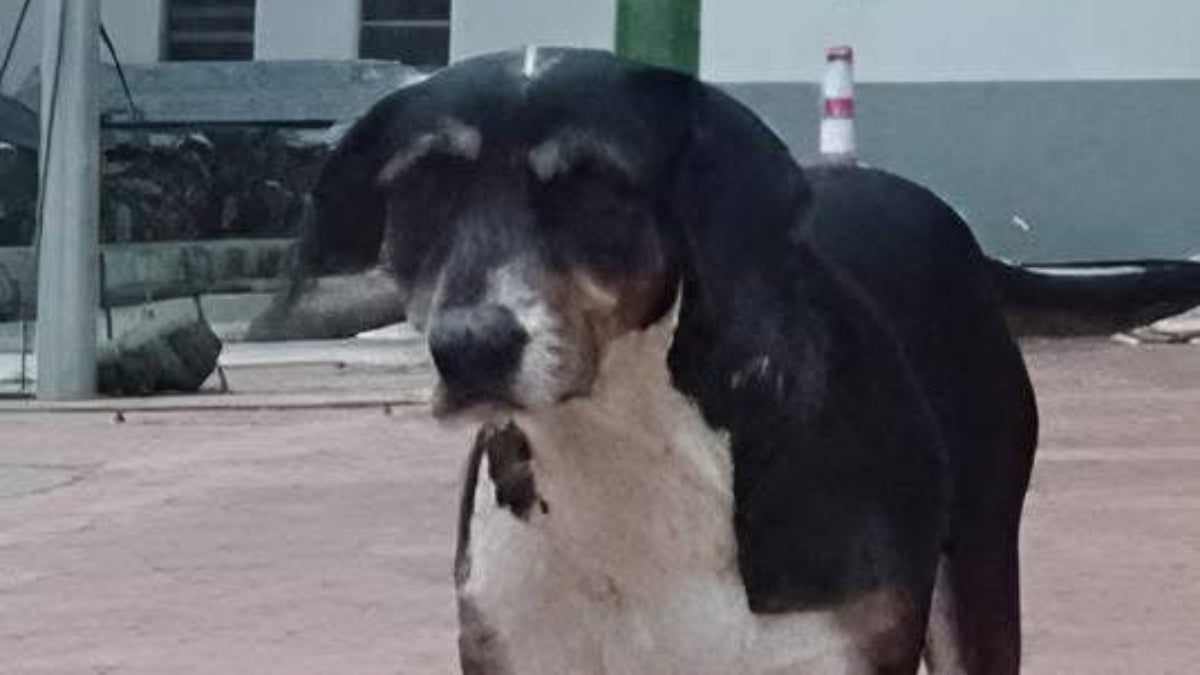 Perrita Amiga asesinada en Anzoátegui | maltrato animal en Anzoátegui | Maltrato animal Tolima | Febrero 2025