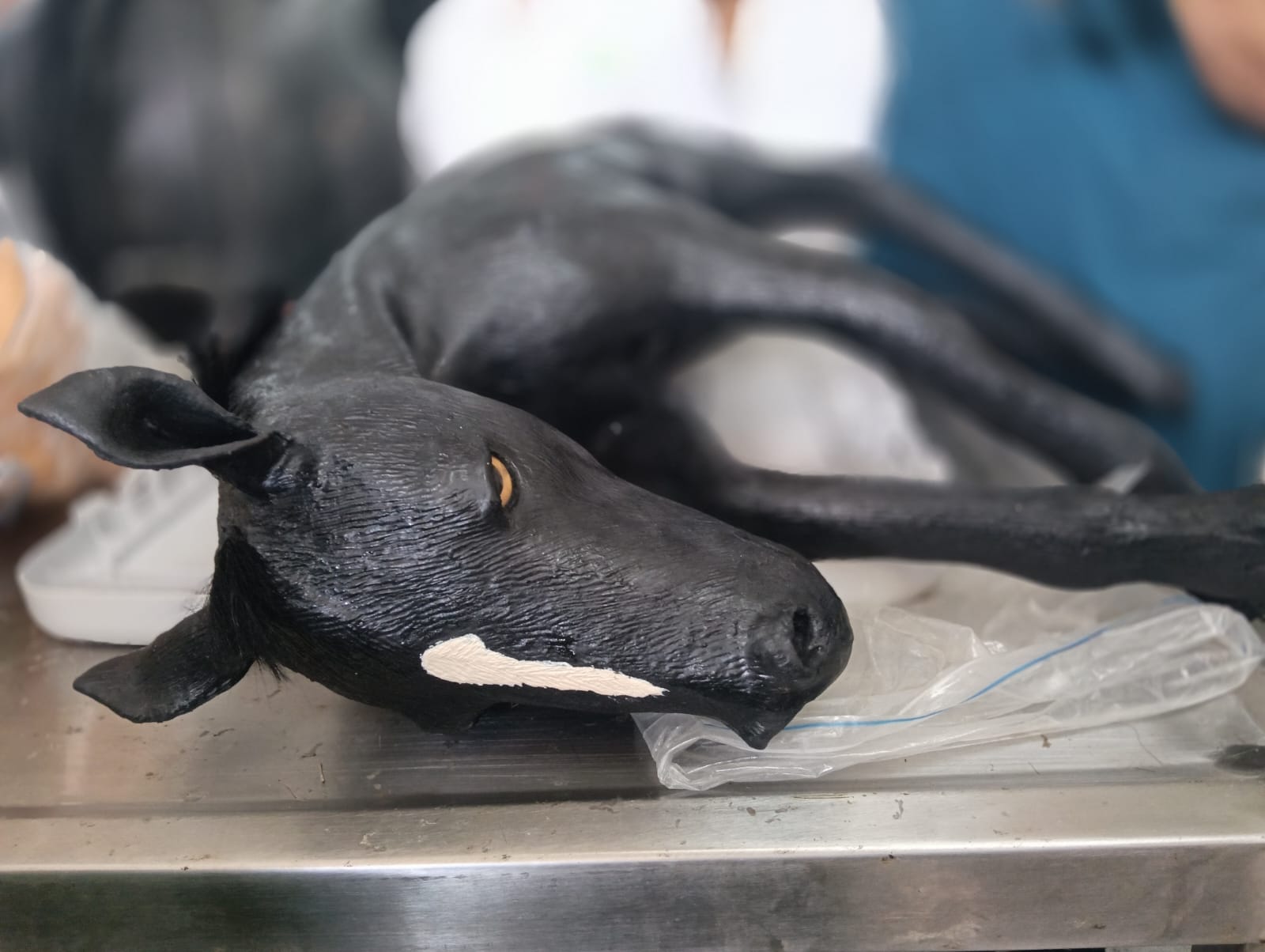 Facultad de veterinaria