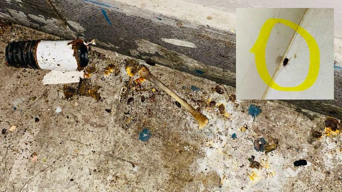 Cierre restaurante Ibagué | Cucarachas restaurante | Ibagué | Marzo 2025