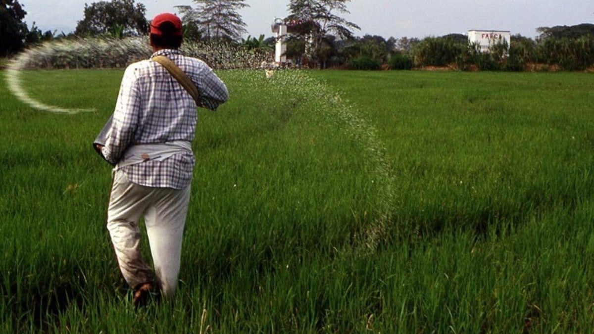 Ante este panorama, los productores de Badillo evalúan sumarse al paro nacional arrocero.