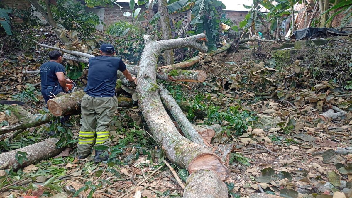 Emergencias Ibagué | Fuertes lluvias | Caída de arboles | 31 marzo