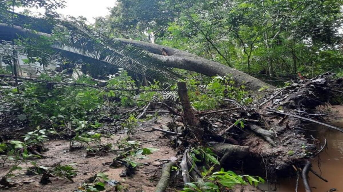 Cultivos afectados por lluvias 1 Cultivos perdidos 1 Lluvias Ibagué 1 Abril 2025