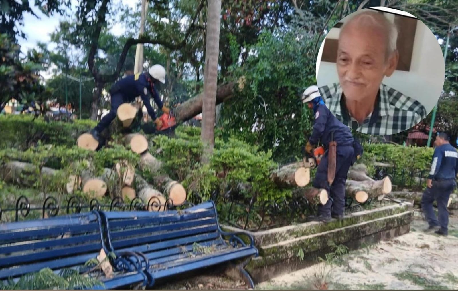 Fallece adulto mayor tras caerle gigantesco árbol en La Plata, Huila