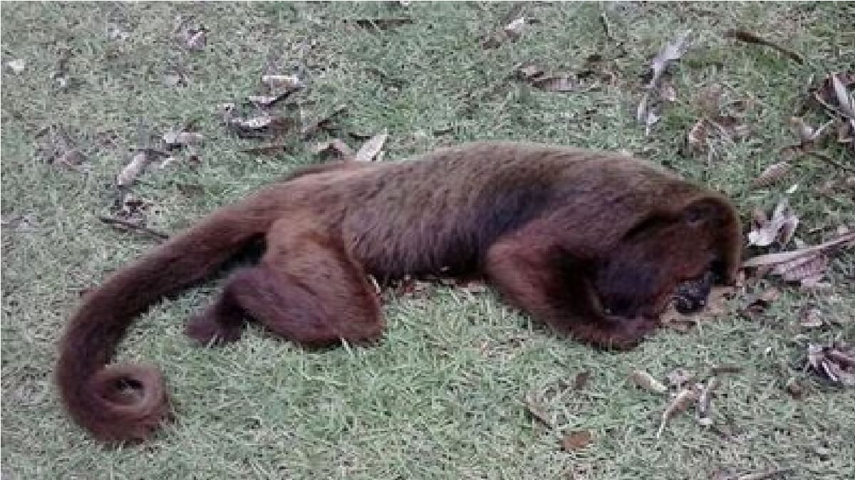 mono fiebre amarilla referencia