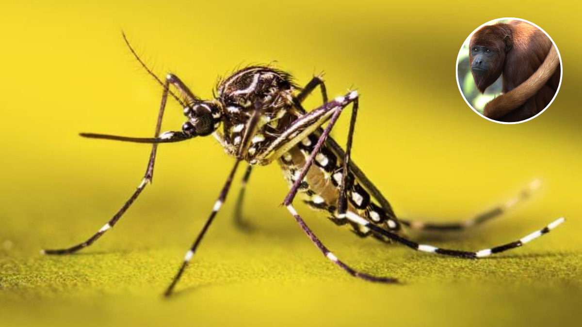 Expertos del Quindío explican la relación entre primates y esta enfermedad