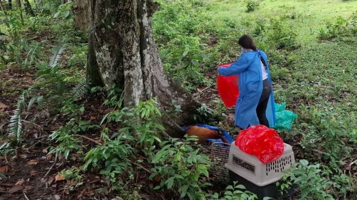 Primates fiebre amarilla | Fiebre amarilla | Fiebre amarilla Tolima | Abril 2025