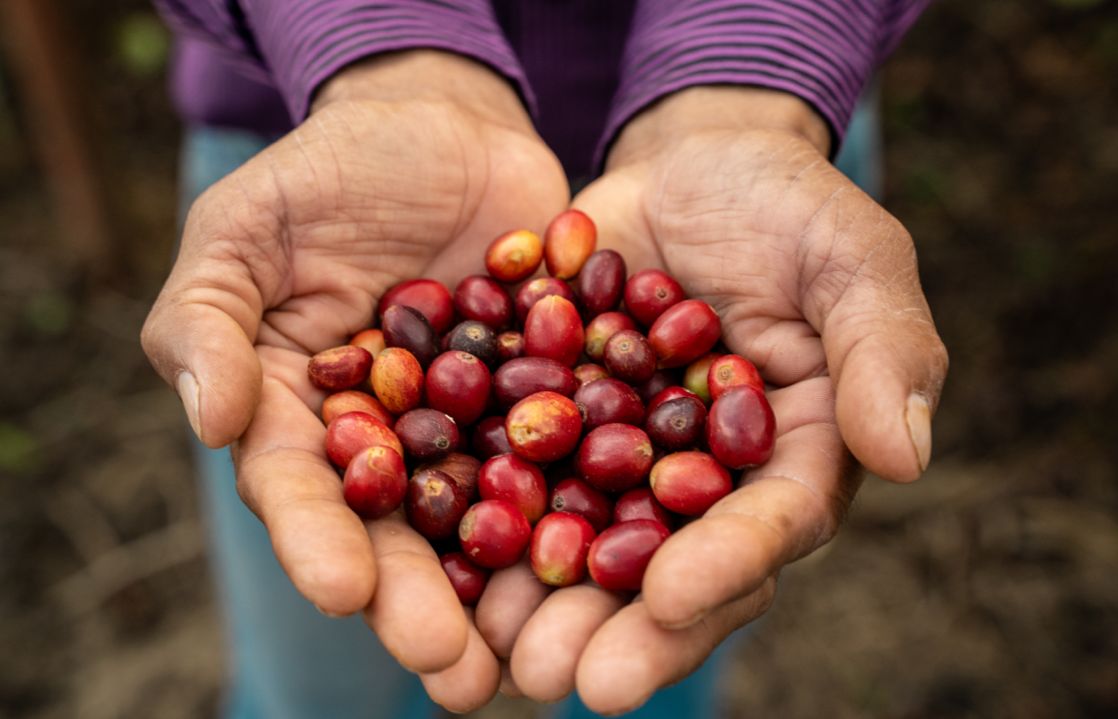 El aroma y el sabor del café se toman a Santa Marta con el Santa Market - Coffee Edition