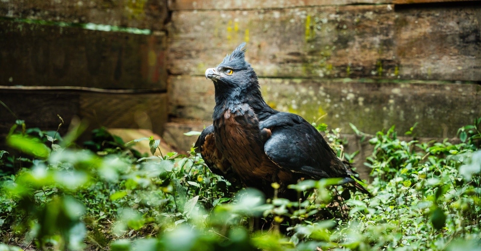 Águila real de montaña