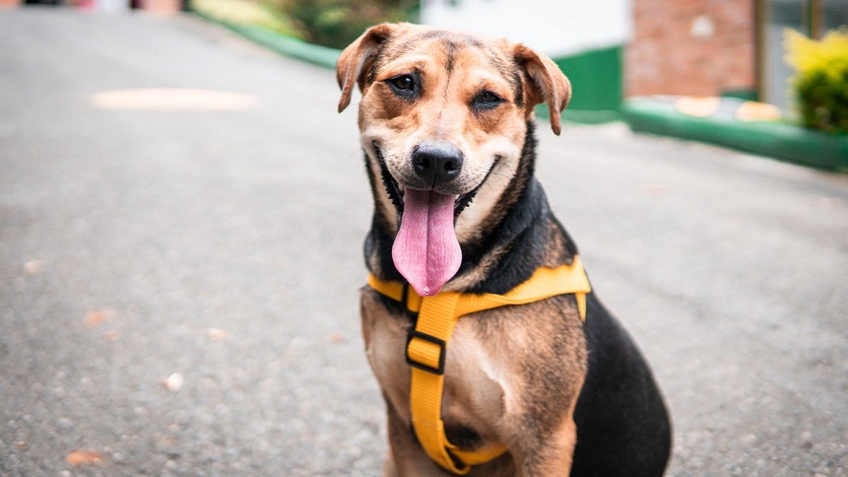 Mascotas en Medellín