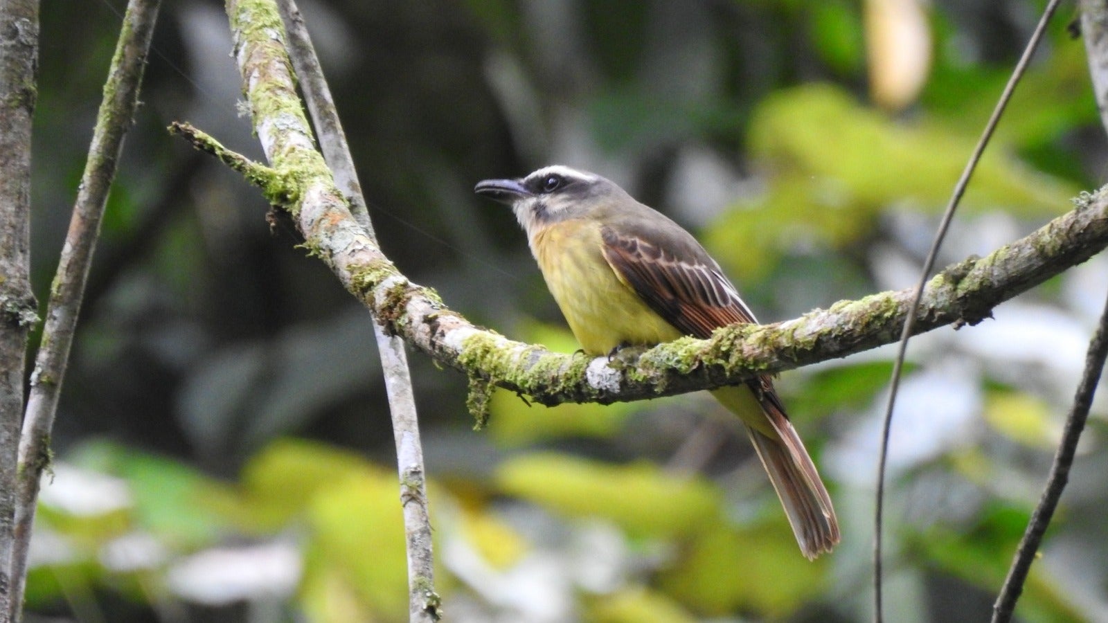 Global Big Day Huila