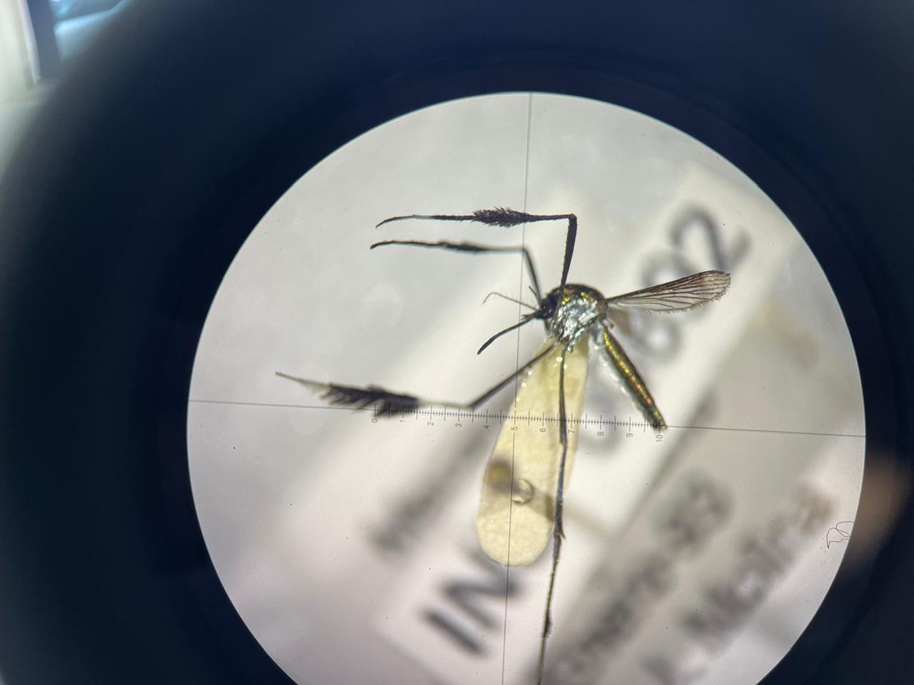 Zancudo de la fiebre amarilla visto desde el microscopio.