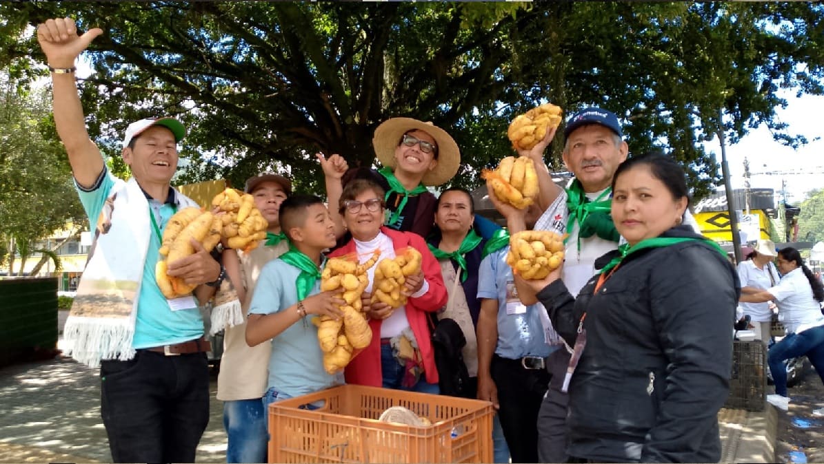 exitoso arracachaton en cajamarca