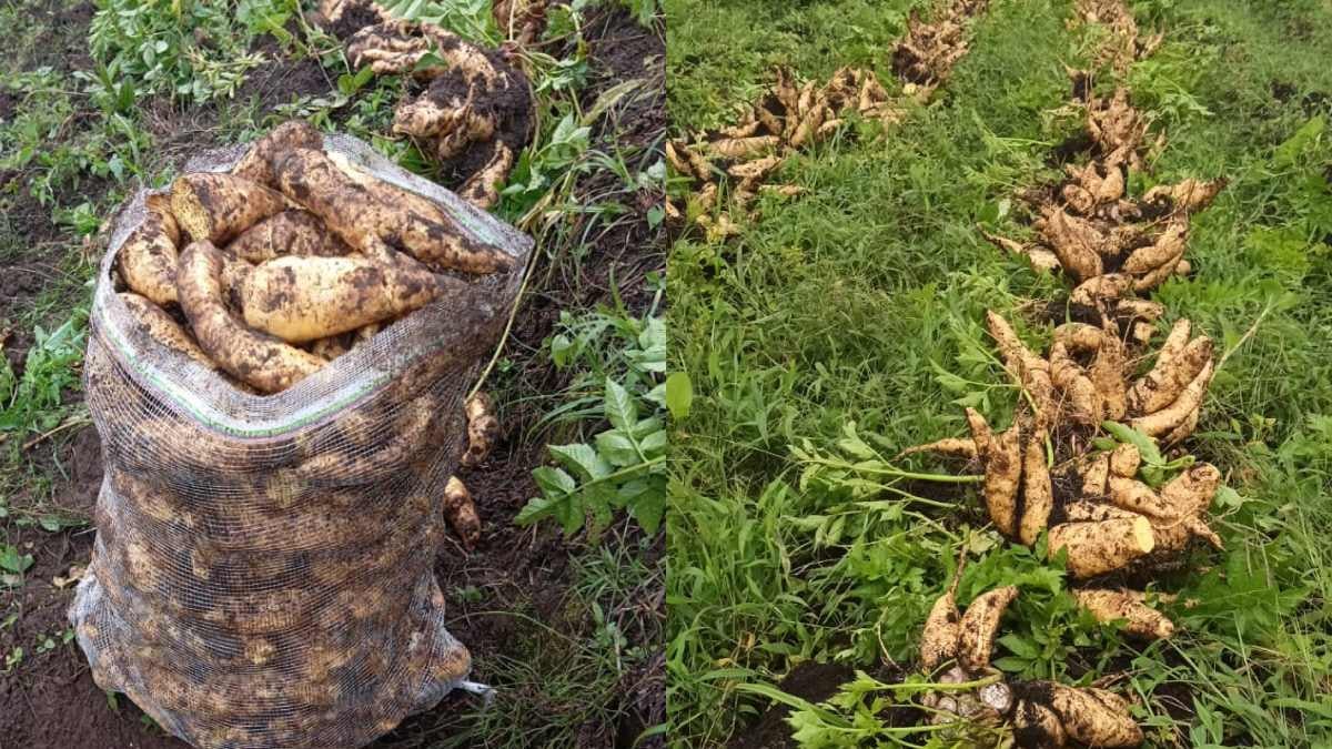 Arracacha Cajamarca | Arracachatón en La Línea | Cajamarca | Junio 2025