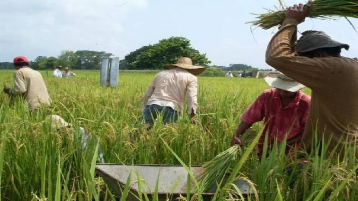 Arrozales referencia