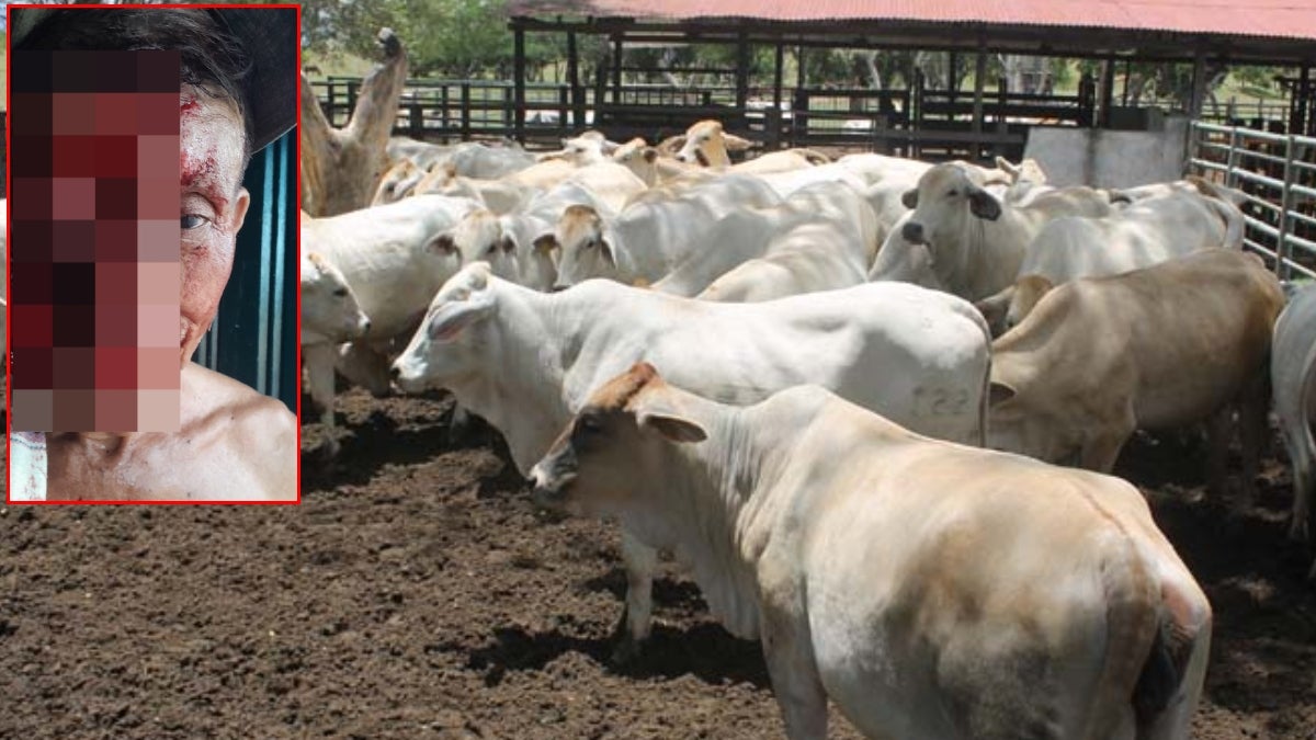 Campesino sufrió grave fractura facial tras ser embestido por una vaca en Armero Guayabal