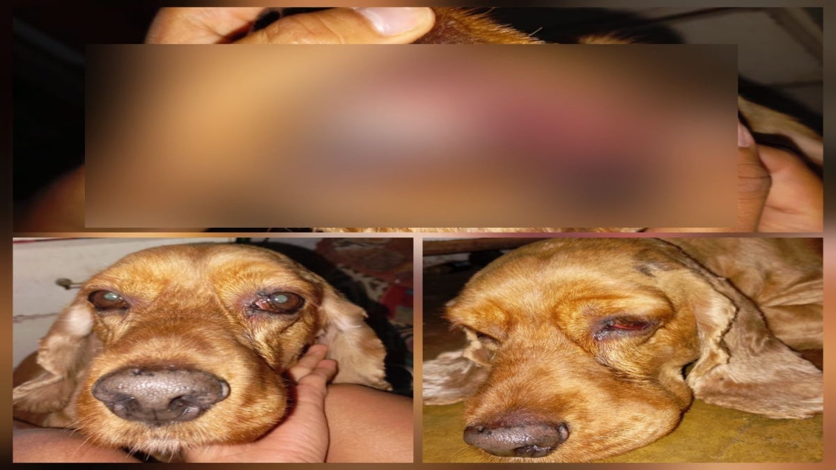 Denuncia maltrato animal Ibagué