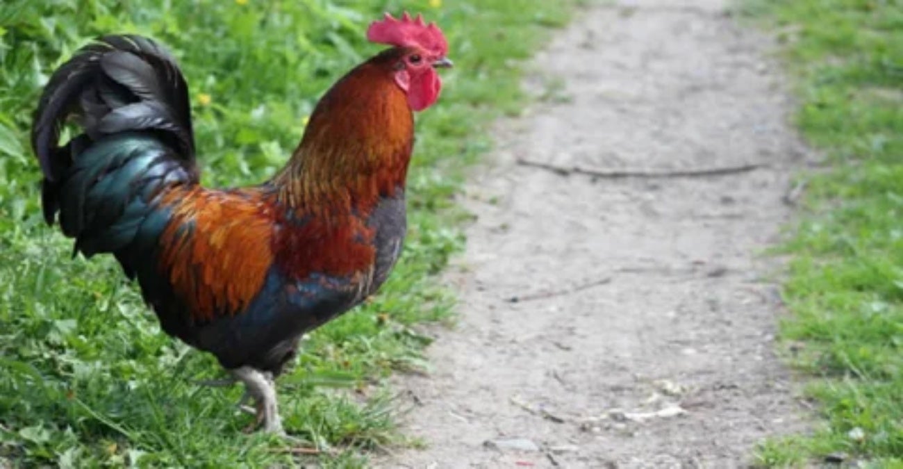 Gallera - foto referencia