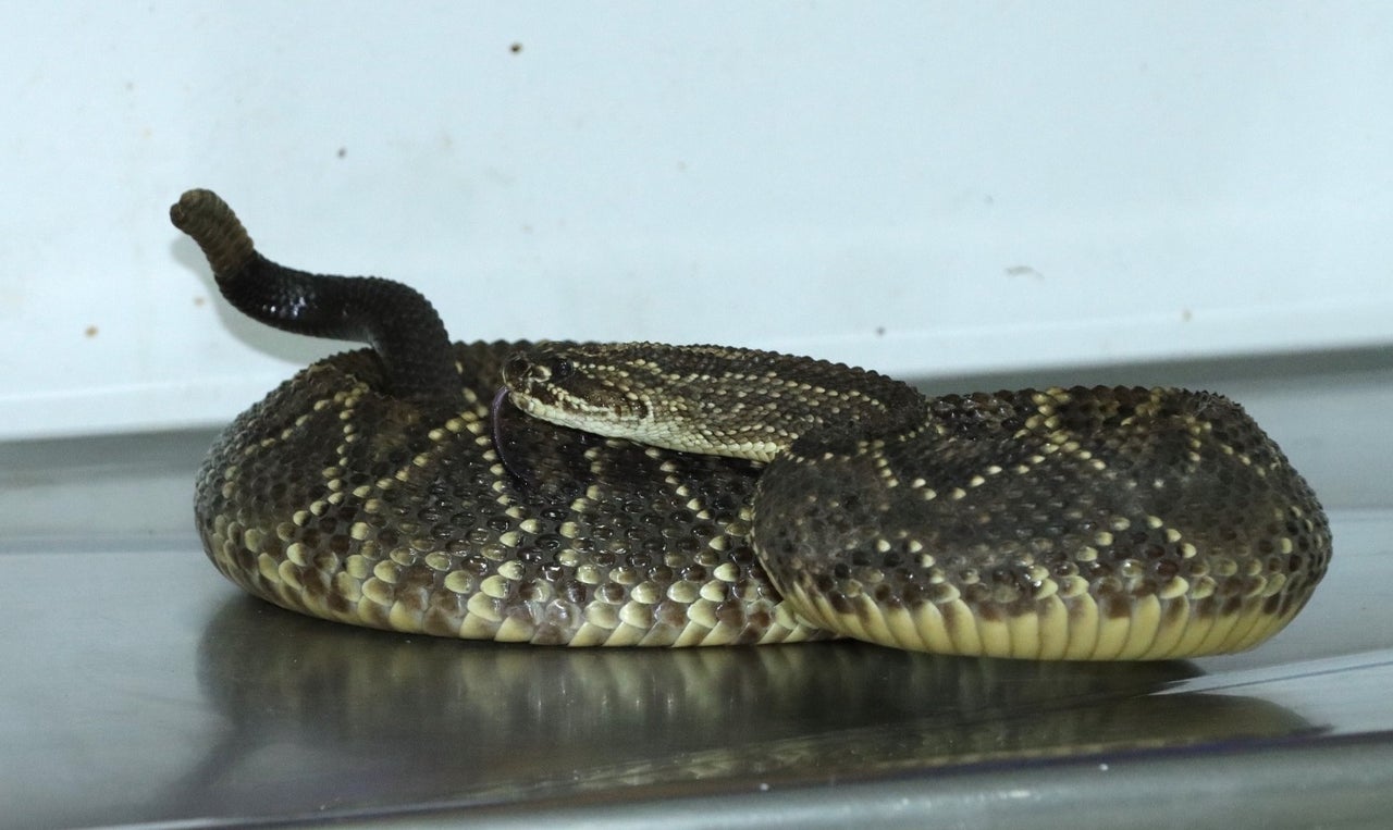 Noticia Huila: Incautan serpiente cascabel en Neiva
