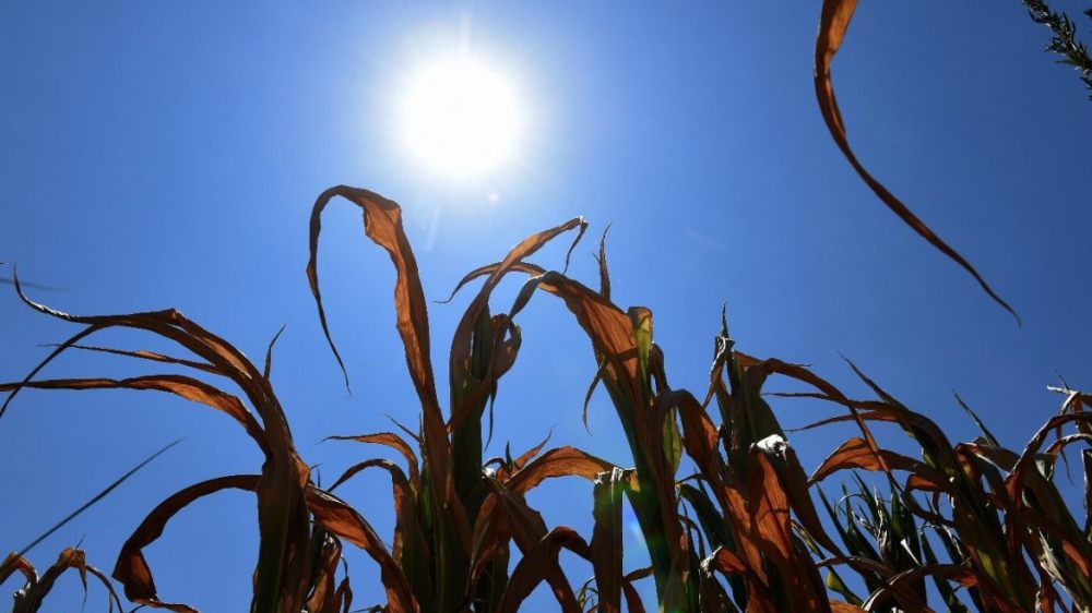Tolima en alerta: altas temperaturas comienzan a afectar el agro