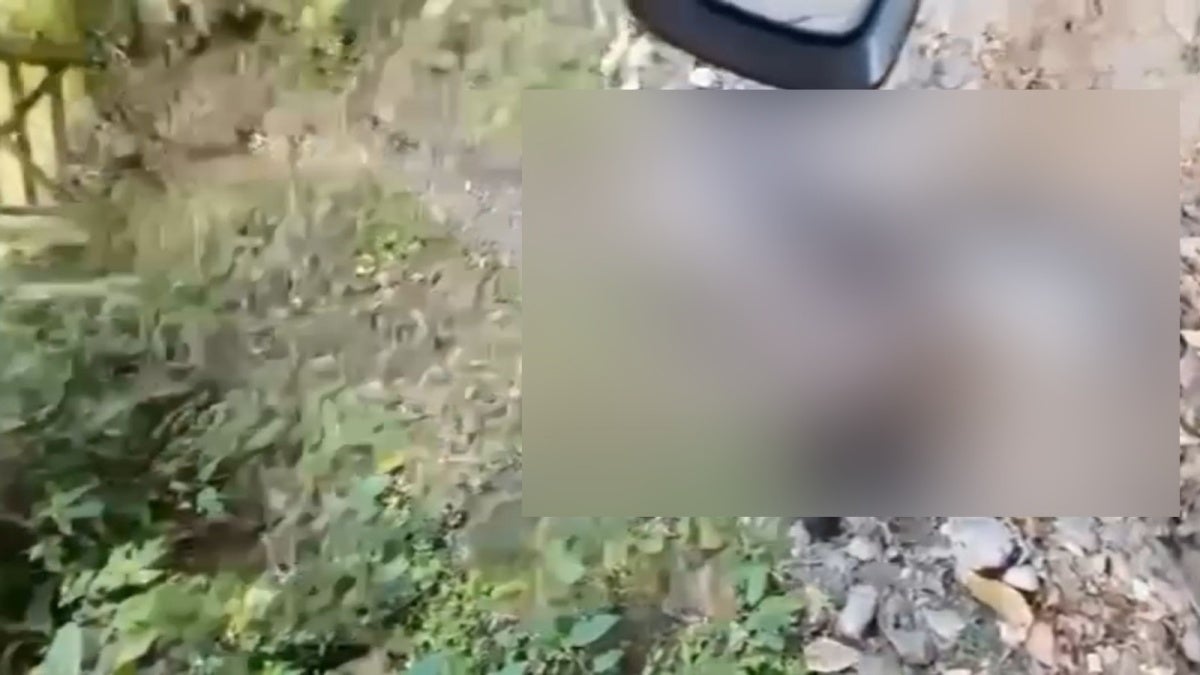 Yegua fallecida Cañón del Combeima