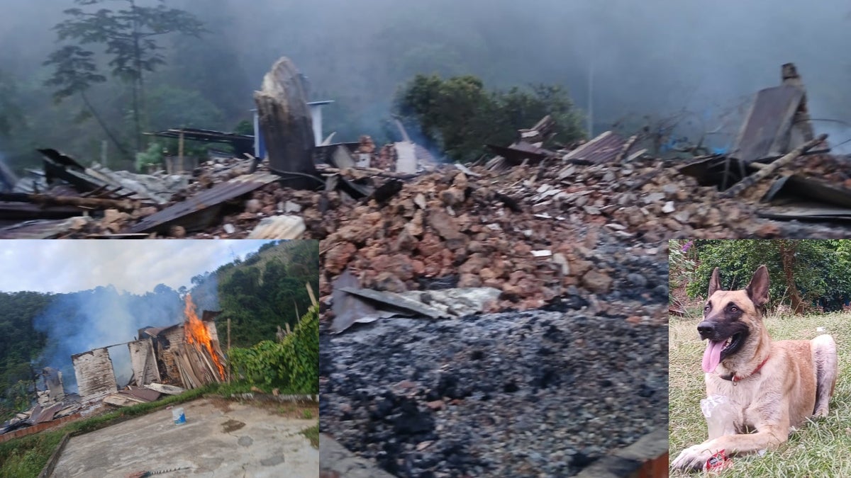 Tasmania, el perro héroe que salvó a una niña de morir en incendio en Lérida