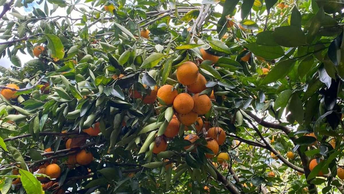 Naranja Tolima | Naranjatón | Tolima | Agosto 2025