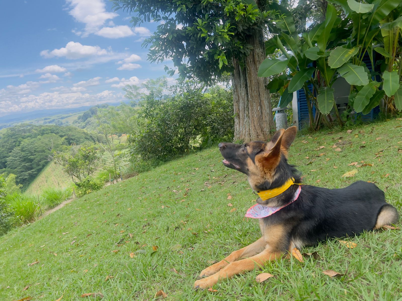 Perrita Pastor Alemán