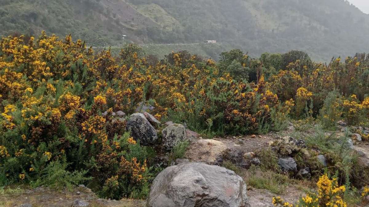 Retamo espinoso | Murillo | Murillo - Manizales | Agosto 2025