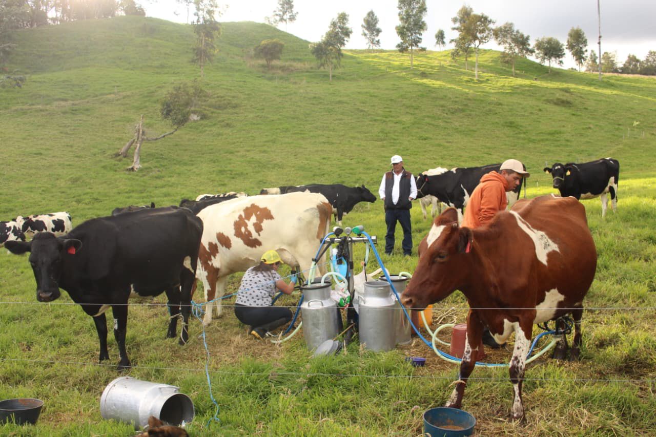 Roncesvalles produce un mar de leche y no tiene cómo aprovecharlo