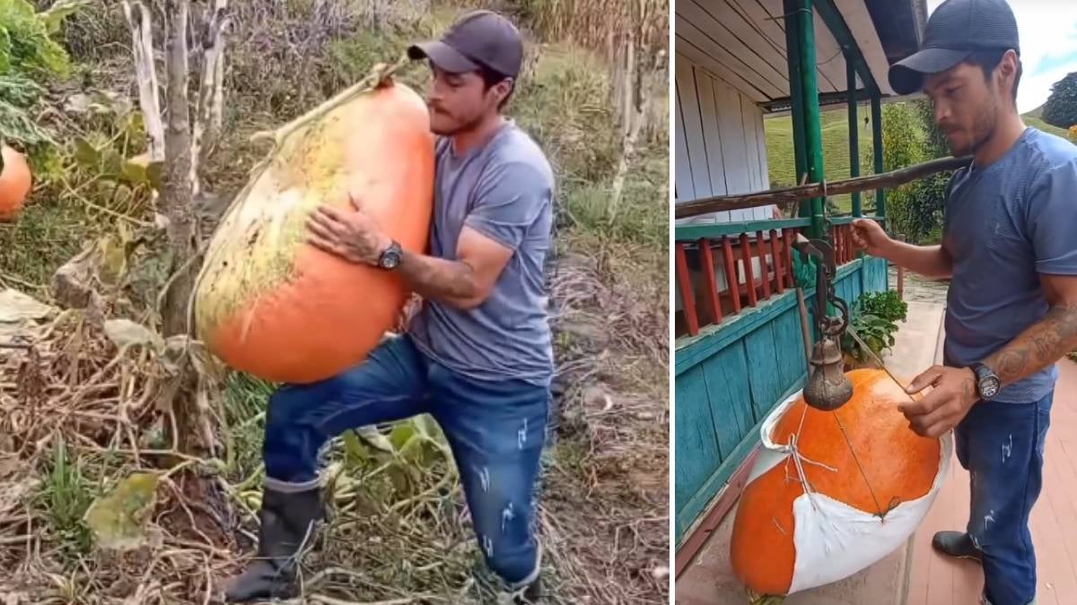 Auyama en Murillo | Tolima | Murillo, Tolima | Septiembre 2025