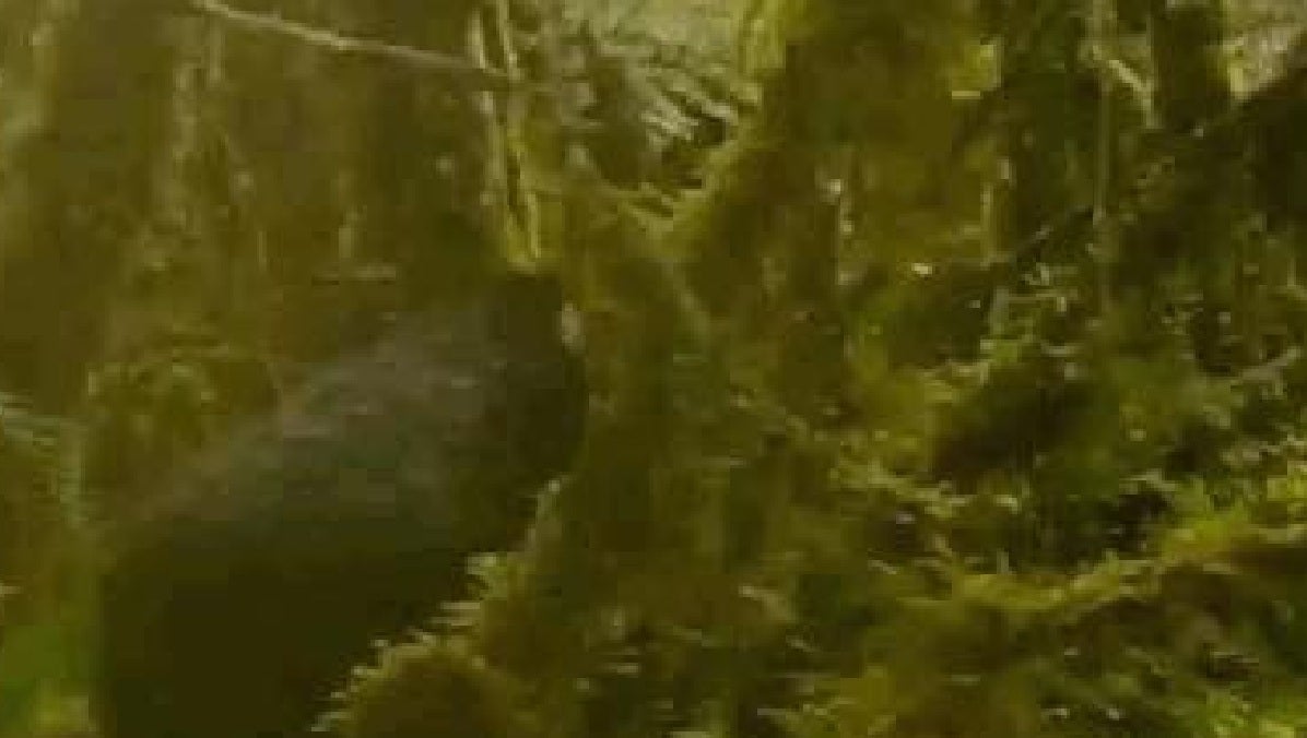 camaras trampa cortolima