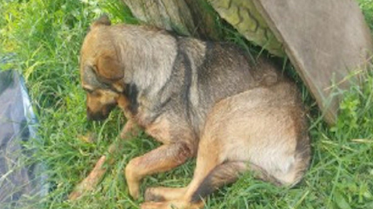 'Lassie' murió luego de que Euclides Vargas Arenas disparara con una escopeta indiscriminadamente contra varios caninos