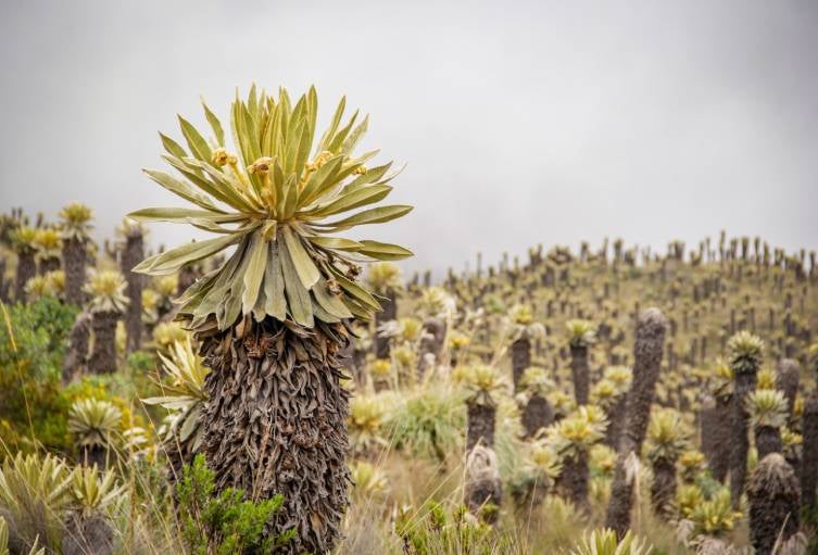 Cortolima / Contenido Patrocinado