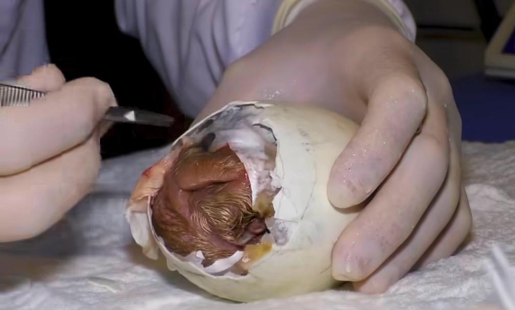 Nacimiento Cóndor de los Andes