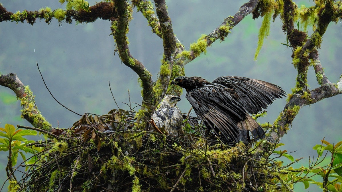 En el Huila se logró el avistamiento y registro del proceso de incubación de un nido de Águila