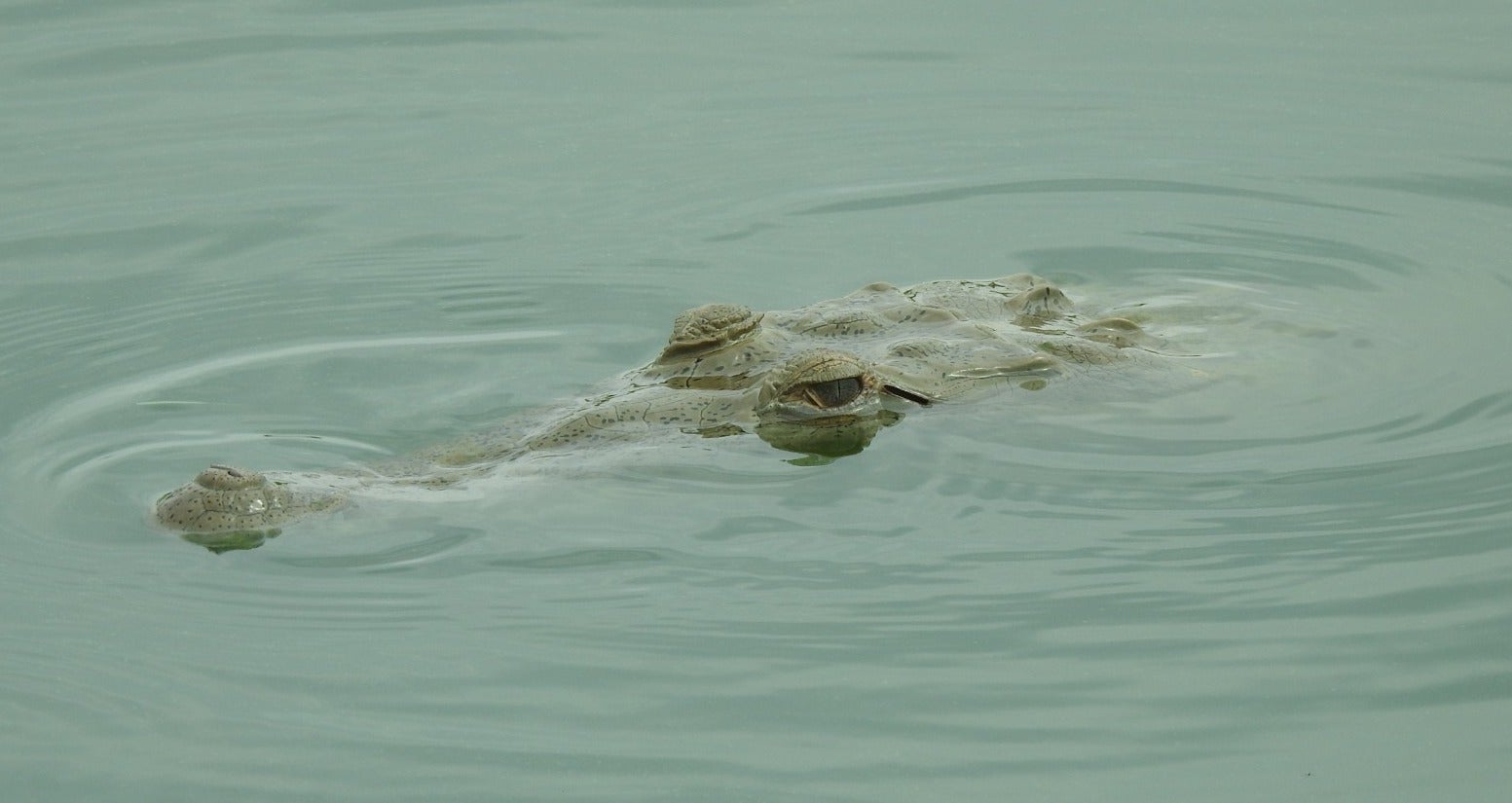 Hallan Caimán del Magdalena en Villavieja, Huila