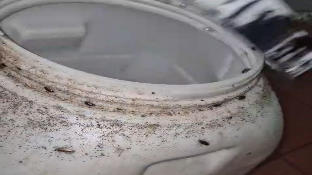 Cucarachas en restaurante de Ibagué