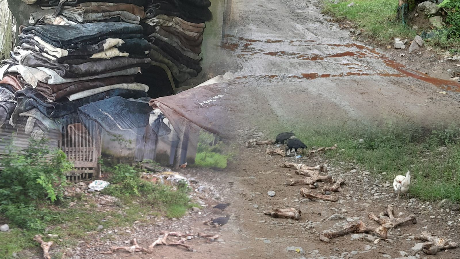 Vecinos de Rioblanco denuncian peste por sacrificio de ganado sin control