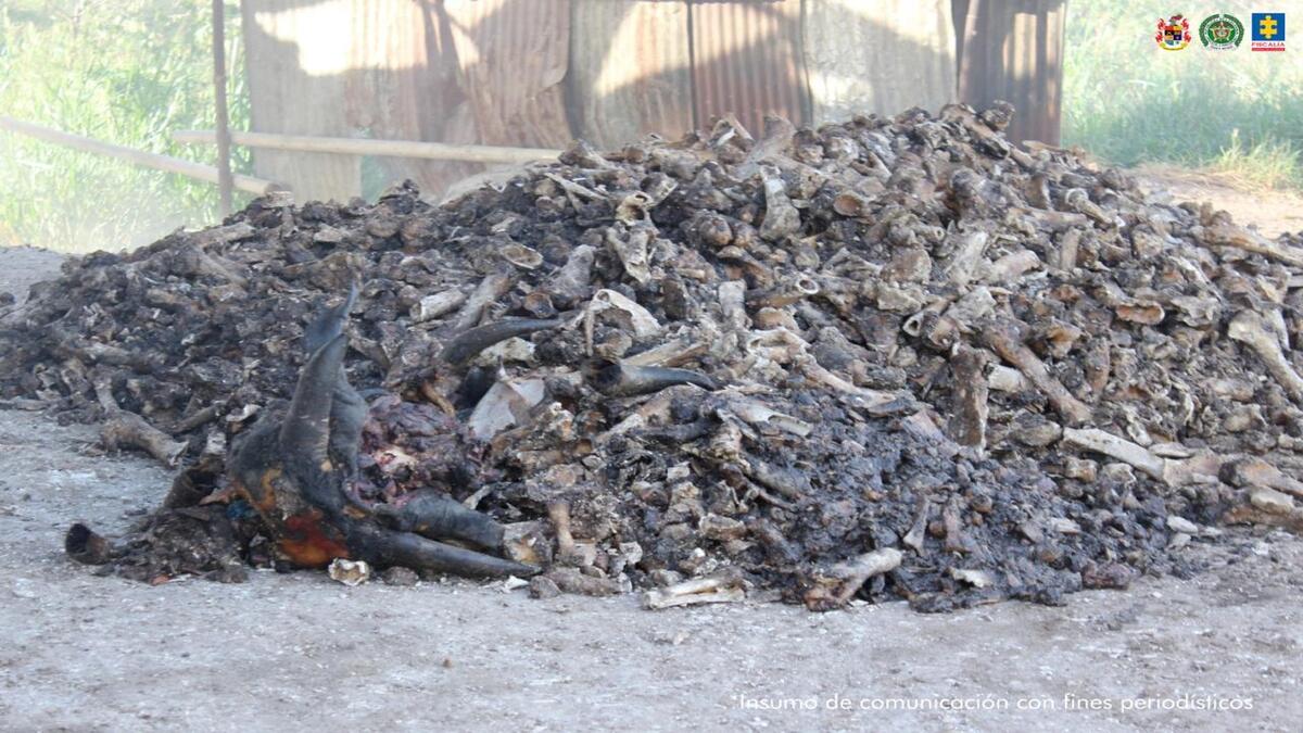 Deposito de huesos | Huesos de Animal | Incautación | Octubre 2025