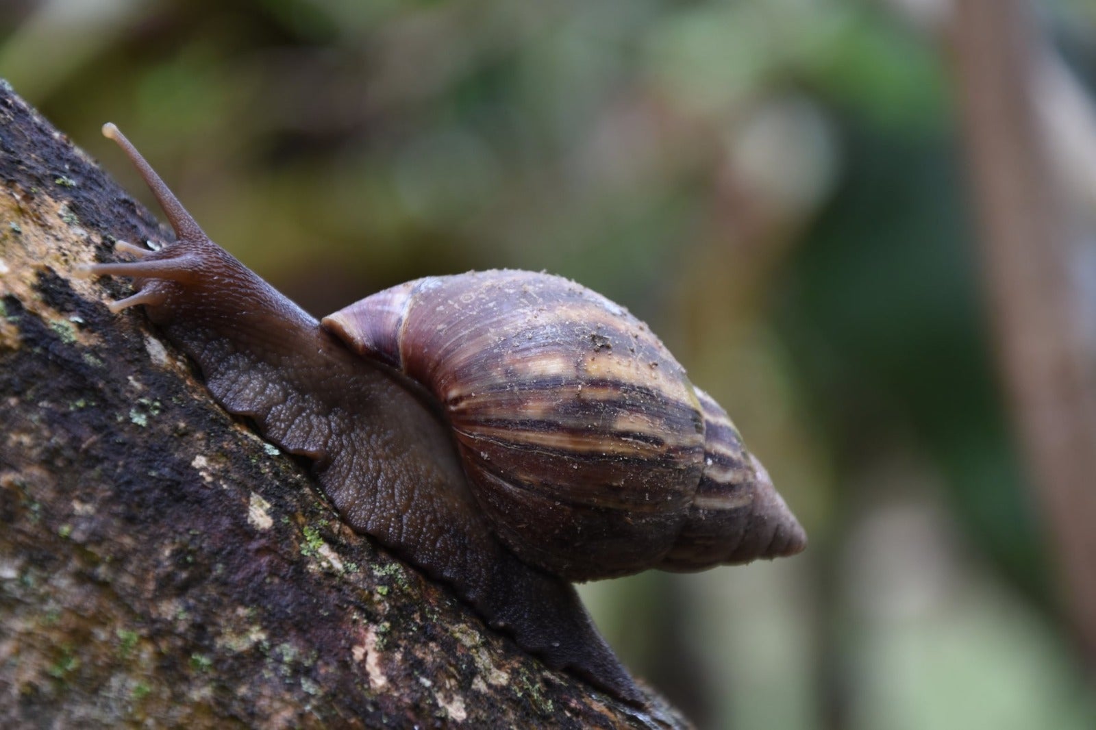 Siete especies exóticas invasoras afectan la flora y fauna en el Huila