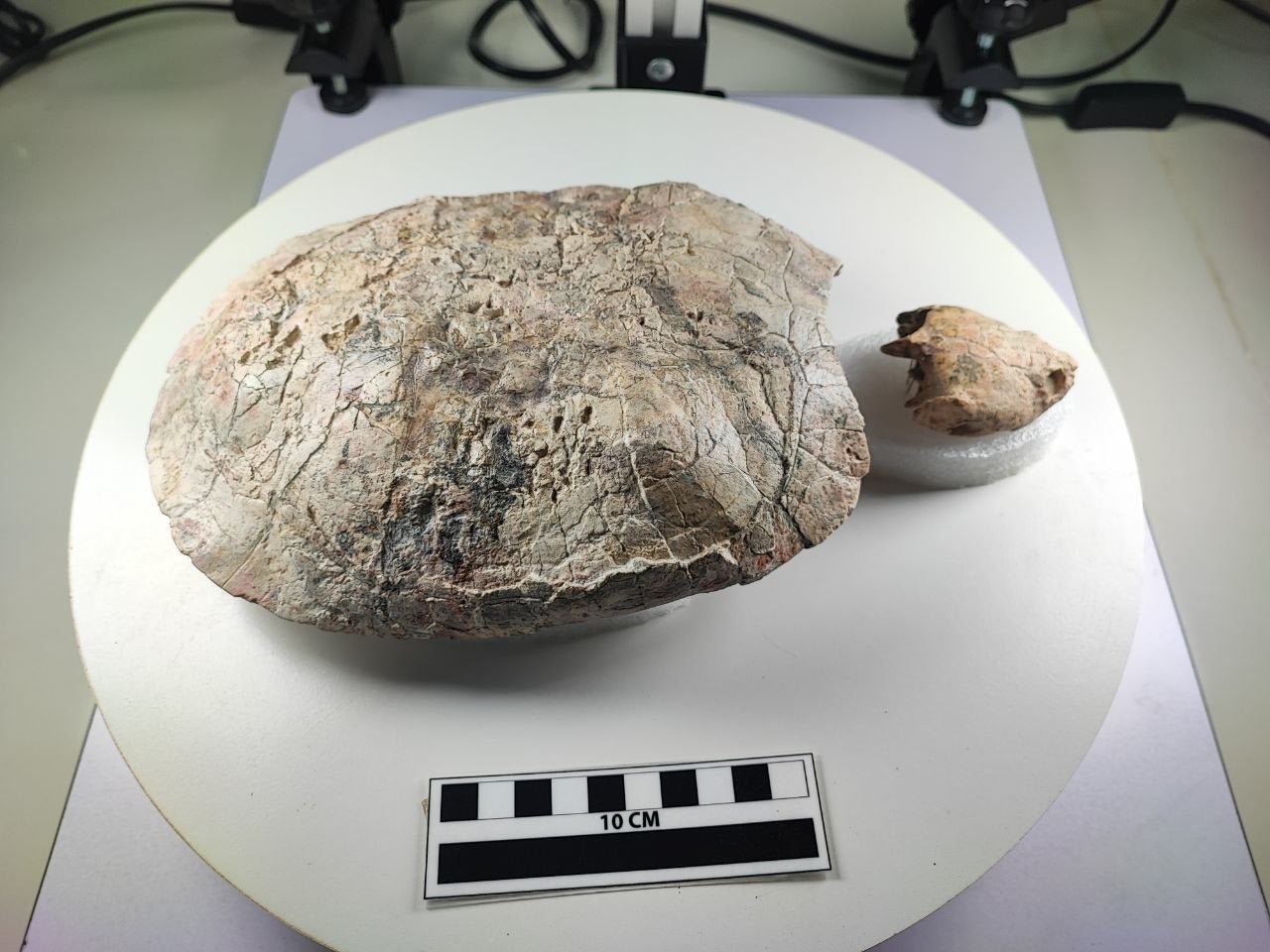 Fósil de tortuga hallado en Villavieja, Huila, recibe nombre en honor a Shakira