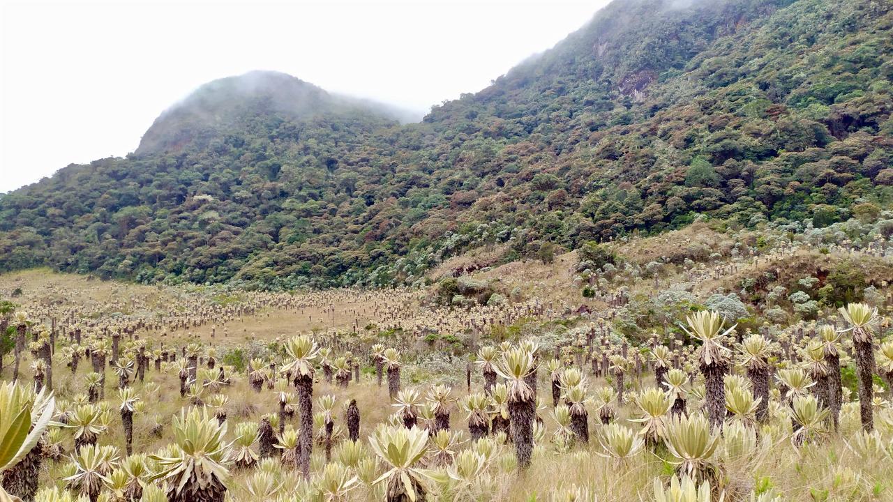 Contenido patrocinado - Parque Natural Regional Loros Andinos