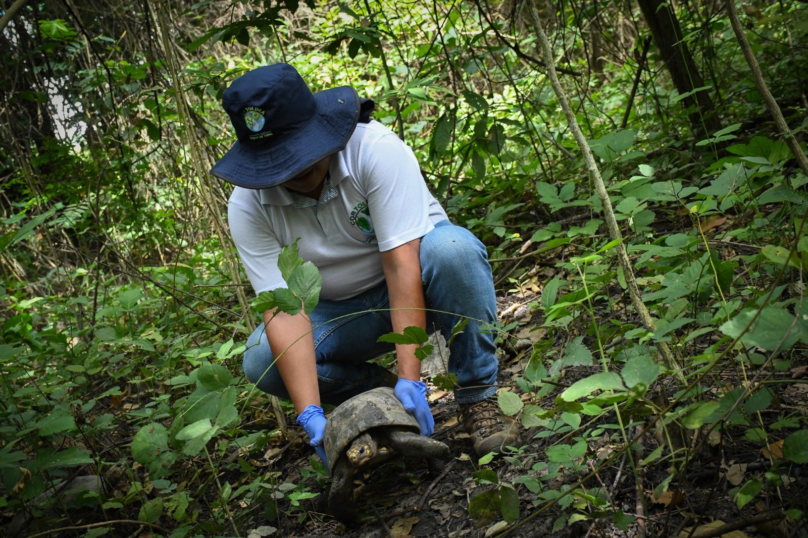 Contenido patrocinado - Cortolima